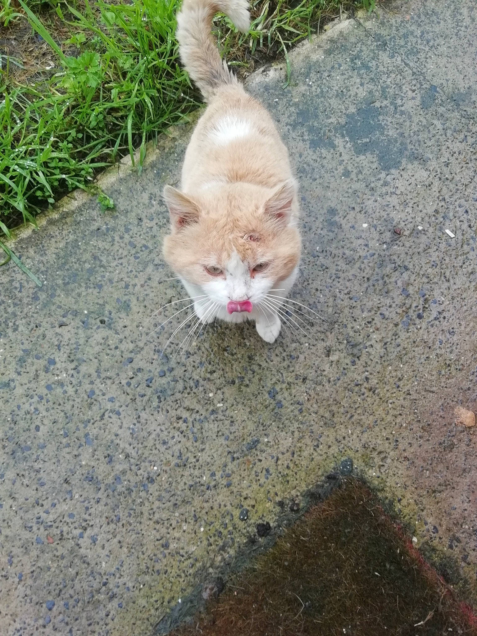 Gaston a rejoint le concours — aidez-le/la à gagner de superbes lots ! asphalt, canidae, carnivore, cat, dog_breed, eye, fawn, felidae, grass, human_body, paw, plant, road_surface, sidewalk, small_to_medium_sized_cats, snout, sporting_group, tail, terrestrial_animal, whiskers