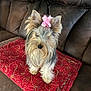 Skylar is registered to the contest to win money with this photo: dog, yorkshire_terrier, pet, bow, red_blanket, leather_couch, indoor, cute, small_dog, fur, animal, canine, sitting, adorable, companion, domestic, portrait, furry, friend, household