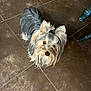 dog, small_dog, yorkshire_terrier, pet, fur, topknot, looking_up, brown_floor, tile_floor, indoor, curious, animal, cute, companion, domestic_animal, floor_tiles, green_chair_leg, portrait, standing, whiskers