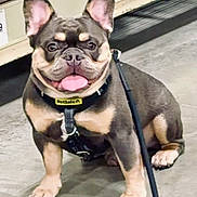 Jordan is registered to the contest to win money with this photo: dog, french_bulldog, pet, leash, collar, animal, indoor, concrete_floor, happy, tongue_out, sitting, ears_up, cute, friendly, mammal, companion, domestic_animal, paw, brown, black