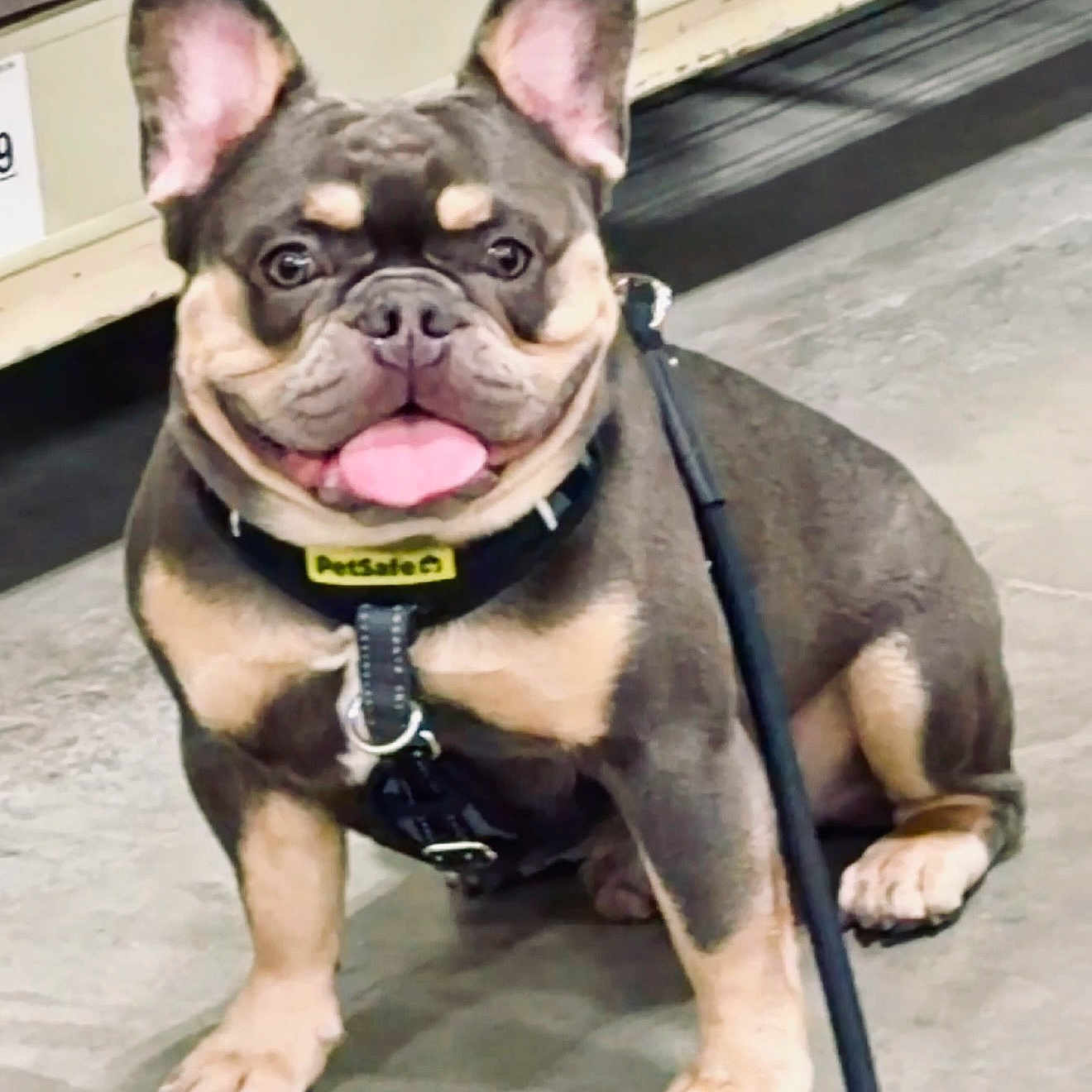 Jordan is registered to the contest to win money with this photo: dog, french_bulldog, pet, leash, collar, animal, indoor, concrete_floor, happy, tongue_out, sitting, ears_up, cute, friendly, mammal, companion, domestic_animal, paw, brown, black