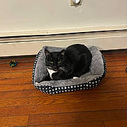 Nikko is registered to the contest to win money with this photo: black_cat, cat, cozy, curious, domestic, feline, floor, green_eyes, house, indoor, looking_at_camera, nightlight, outlet, pet_bed, relaxed, resting, toy, tuxedo_cat, wall, wooden_floor