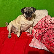 Finn joined the competition — help win amazing prizes! bed, blanket, brown_eyes, cozy, cute, dog, fur, green_wall, indoor, looking_at_camera, paws, pet, pillow, portrait, pug, red_bed, relaxed, sitting, small_dog, wrinkled_face