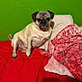 bed, blanket, brown_eyes, cozy, cute, dog, fur, green_wall, indoor, looking_at_camera, paws, pet, pillow, portrait, pug, red_bed, relaxed, sitting, small_dog, wrinkled_face