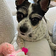 Coco joined the competition — help win amazing prizes! animal, black_and_white, close_up, companion, couch, cute, dog, ears, fur, home, indoor, looking, paw, pet, pink_toy, plush_toy, relaxed, resting, small_dog, toy