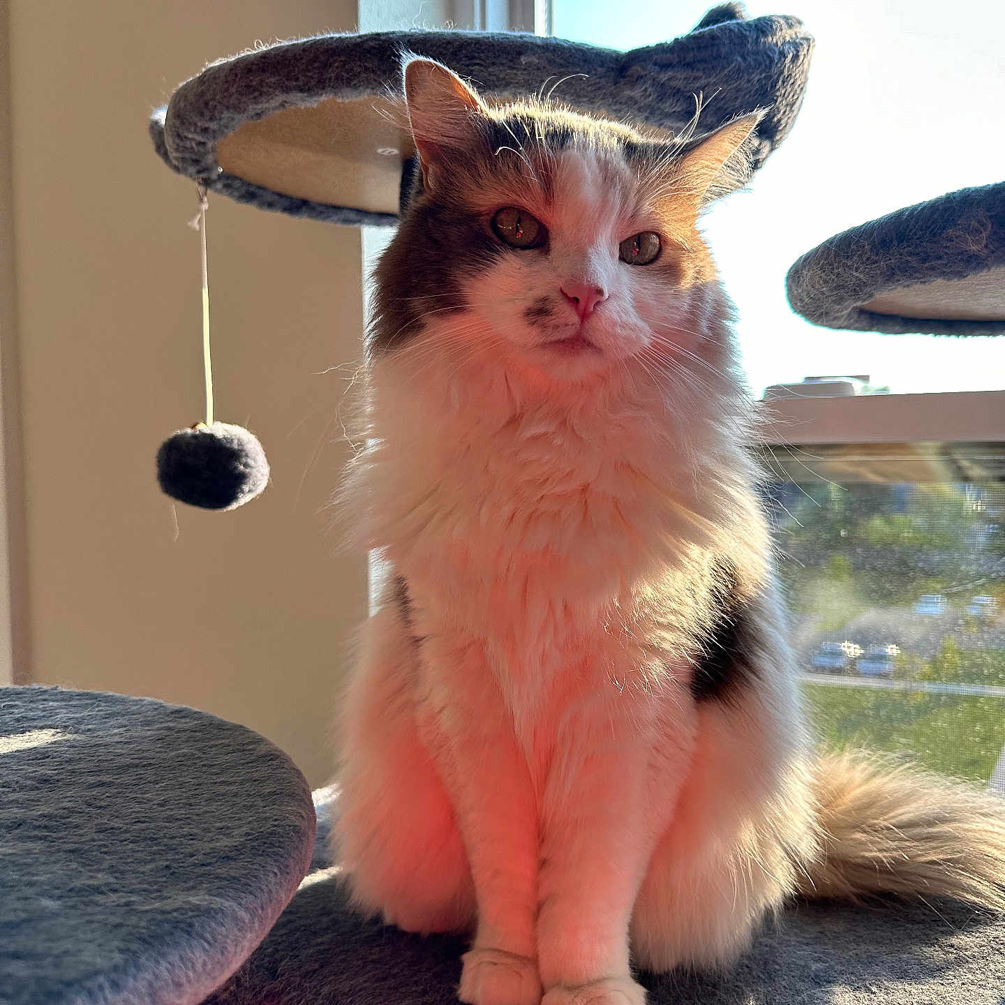 Jazmine joined the competition — help win amazing prizes! abyssinian, accessories, angora, animal, cat, clothing, food, fruit, hardwood, hat, homedecor, kitten, manx, pet, plant, produce, siamese, sphere, strap, wood