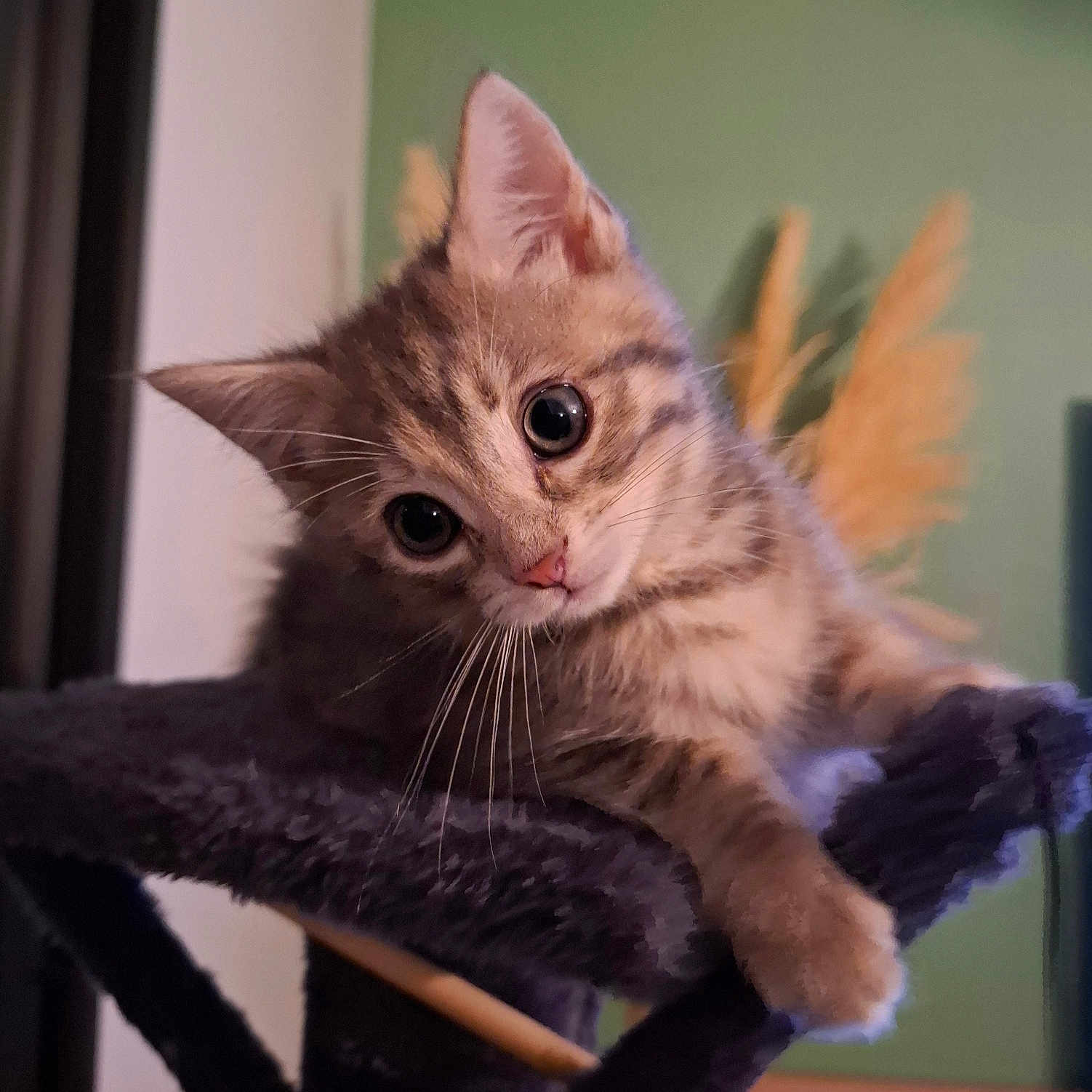 Praline a rejoint le concours — aidez-le/la à gagner de superbes lots ! animal, cat, cat_tree, closeup, curious, cute, domestic, ears, eyes, feline, fur, furry, head_tilt, indoor, kitten, pet, playful, soft_light, whiskers, young_cat