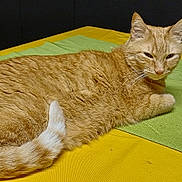 Max participe au concours pour gagner de l'argent avec cette photo : animal, cat, cozy, cute, domestic_cat, ears, feline, fur, green_placemat, home, indoor, mammal, orange_tabby, pet, relaxed, resting, table, tail, whiskers, yellow_tablecloth