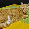 animal, cat, cozy, cute, domestic_cat, ears, feline, fur, green_placemat, home, indoor, mammal, orange_tabby, pet, relaxed, resting, table, tail, whiskers, yellow_tablecloth