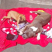 Killer Et Nikita participe au concours pour gagner de l'argent avec cette photo : dog, puppy, blanket, toy, outdoor, sunlight, concrete, relaxing, resting, playing, animal, pet, brown_dog, gray_dog, red_blanket, cartoon_character, open_door, shadow, wall, daytime