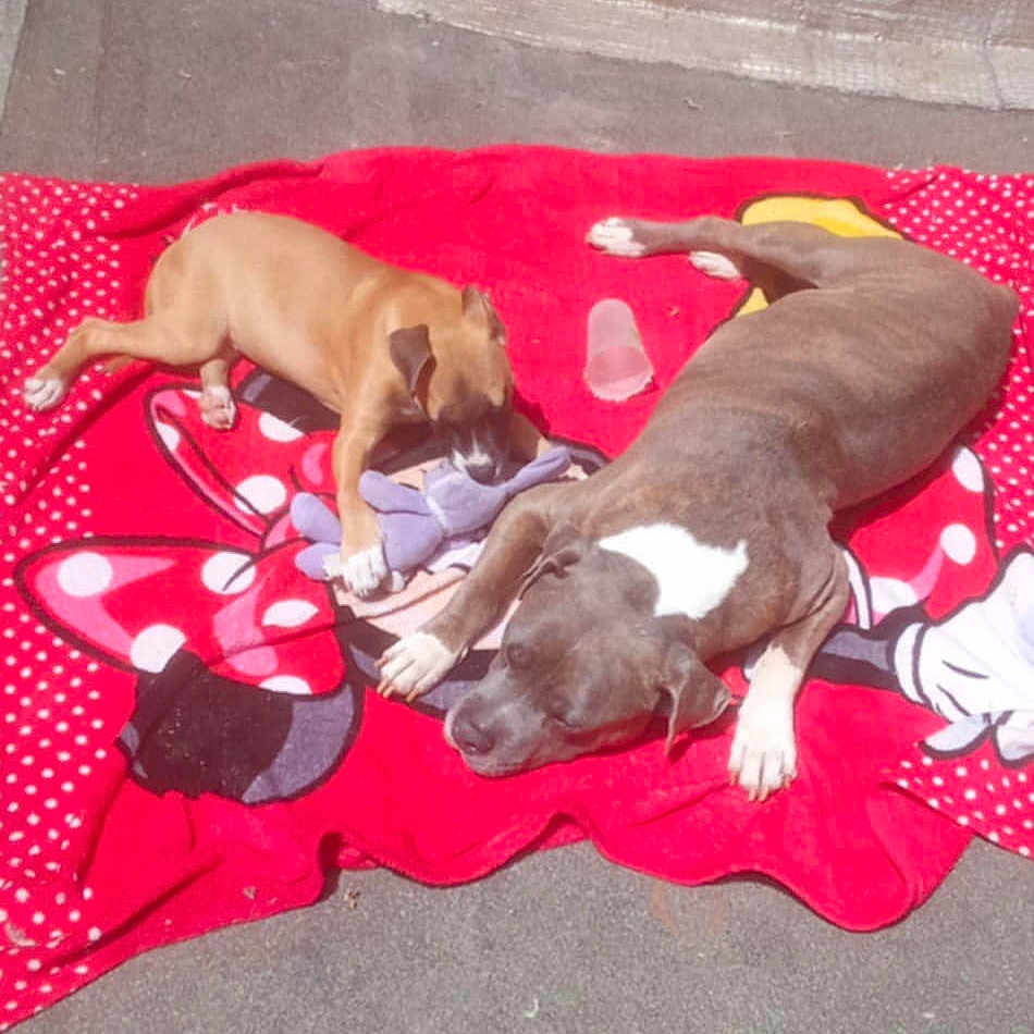 Killer Et Nikita participe au concours pour gagner de l'argent avec cette photo : animal, blanket, brown_dog, cartoon_character, concrete, daytime, dog, gray_dog, open_door, outdoor, pet, playing, puppy, red_blanket, relaxing, resting, shadow, sunlight, toy, wall