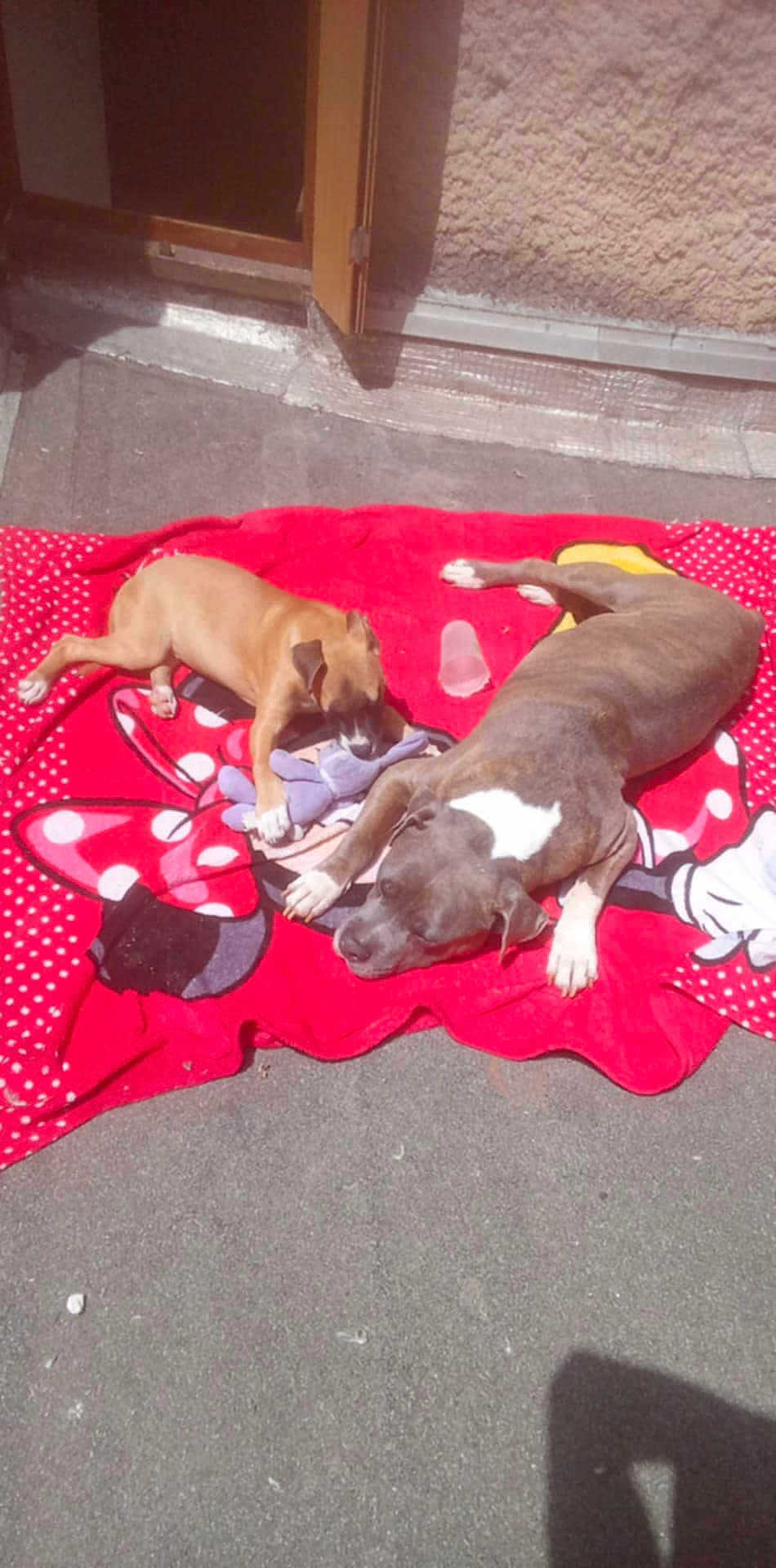 Killer Et Nikita participe au concours pour gagner de l'argent avec cette photo : dog, puppy, blanket, toy, outdoor, sunlight, concrete, relaxing, resting, playing, animal, pet, brown_dog, gray_dog, red_blanket, cartoon_character, open_door, shadow, wall, daytime