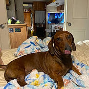 Cruise joined the competition — help win amazing prizes! dog, dachshund, pet, blanket, bed, indoor, cozy, furniture, television, living_space, tongue_out, brown_dog, carpet, wooden_cabinets, relaxed, domestic, canine, cute, resting, animal