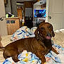 dog, dachshund, pet, blanket, bed, indoor, cozy, furniture, television, living_space, tongue_out, brown_dog, carpet, wooden_cabinets, relaxed, domestic, canine, cute, resting, animal