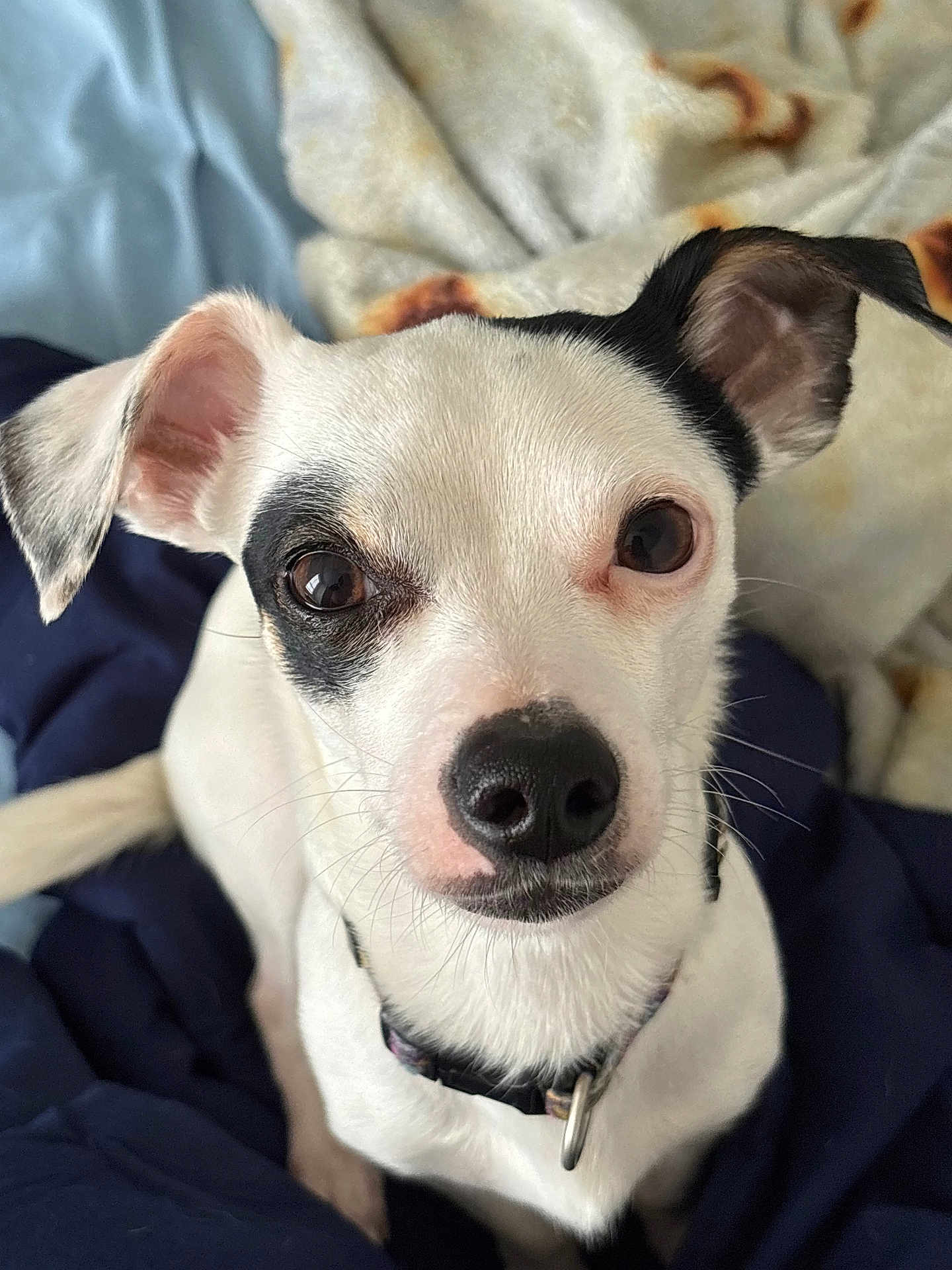 Petey Pawblo