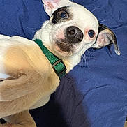 Petey Pawblo joined the competition — help win amazing prizes! dog, pet, canine, collar, white_fur, black_spots, blue_blanket, lying_down, ears, face, nose, whiskers, fur, animal, domestic_animal, cute, portrait, looking, indoor, resting