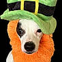 dog, pet, costume, leprechaun, hat, green, orange, beard, cute, animal, white_fur, black_background, portrait, face, eyes, nose, funny, holiday, st_patricks_day, fluffy