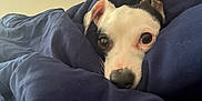 Petey Pawblo joined the competition — help win amazing prizes! dog, puppy, blanket, bed, cozy, indoor, pet, fur, black_and_white, cute, snuggled, resting, warm, comfort, animal, closeup, portrait, sleepy, soft, nose
