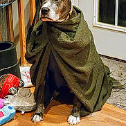 Dude is registered to the contest to win money with this photo: dog, blanket, indoor, wooden_floor, toy, stuffed_animal, orange_ball, pet, brown_dog, white_paws, door, window, carpet, furniture, leash, calm, domestic, animal, resting, cozy