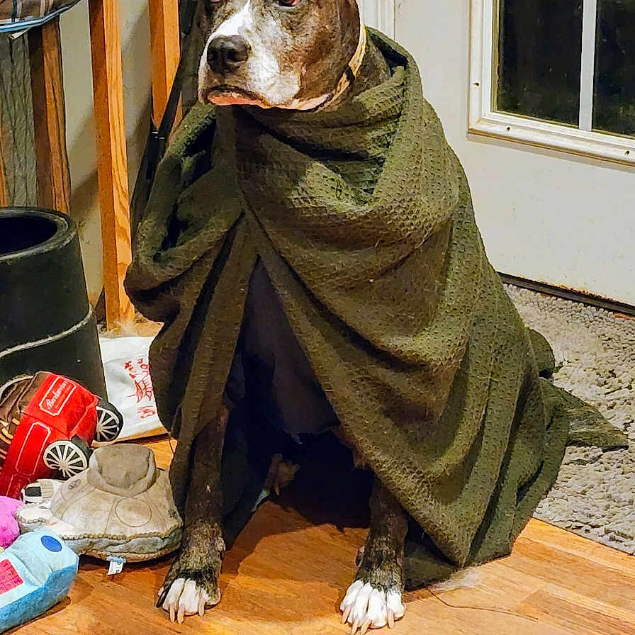 Dude is registered to the contest to win money with this photo: animal, blanket, brown_dog, calm, carpet, cozy, dog, domestic, door, furniture, indoor, leash, orange_ball, pet, resting, stuffed_animal, toy, white_paws, window, wooden_floor