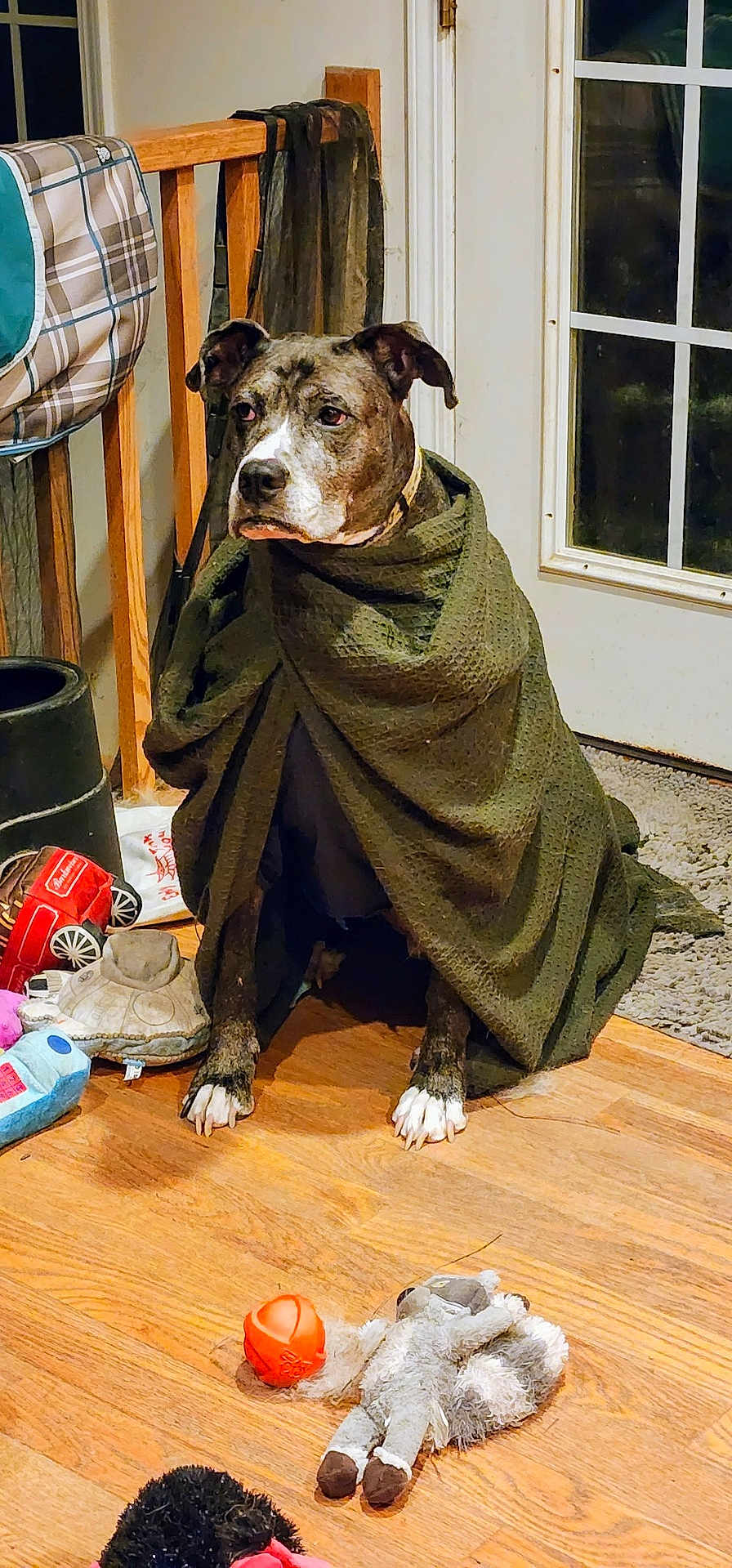 Dude is registered to the contest to win money with this photo: dog, blanket, indoor, wooden_floor, toy, stuffed_animal, orange_ball, pet, brown_dog, white_paws, door, window, carpet, furniture, leash, calm, domestic, animal, resting, cozy