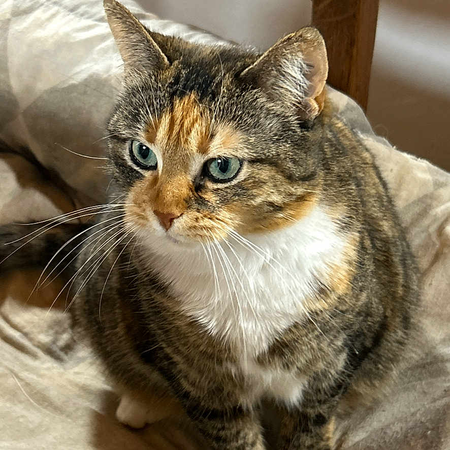 Lily