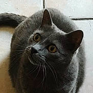 Packoune participe au concours pour gagner de l'argent avec cette photo : animal, cat, crack, curious, cute, domestic_cat, ears, feline, floor, fur, gray_cat, indoor, looking_up, mammal, pet, portrait, sitting, tile, whiskers, yellow_eyes