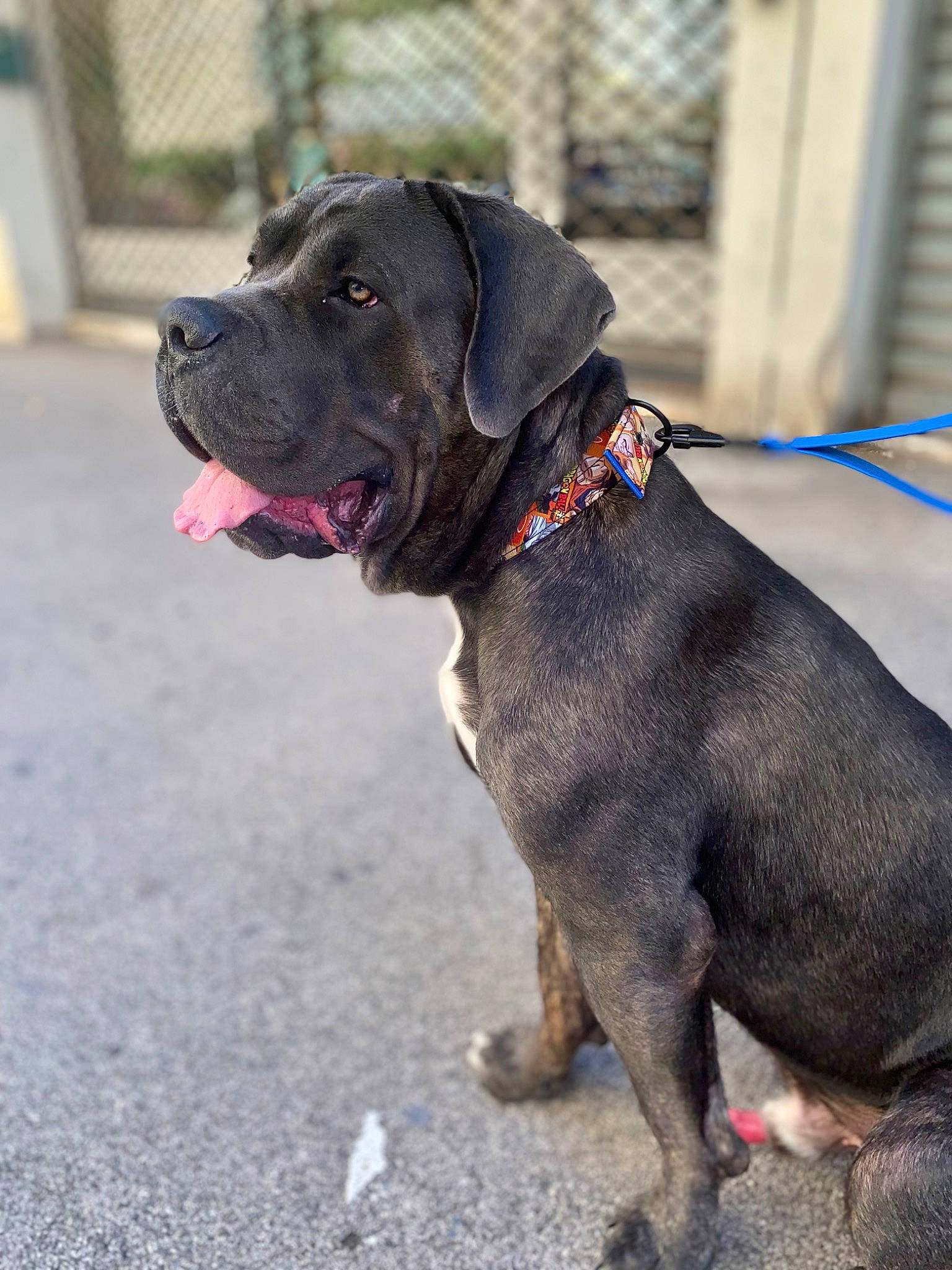 Sonic participe au concours pour gagner de l'argent avec cette photo : borador, canidae, carnivore, collar, companion_dog, dog, dog_breed, dog_collar, dog_supply, fashion_accessory, fawn, fur, leash, liver, pet_supply, snout, sporting_group, tail, working_animal, working_dog