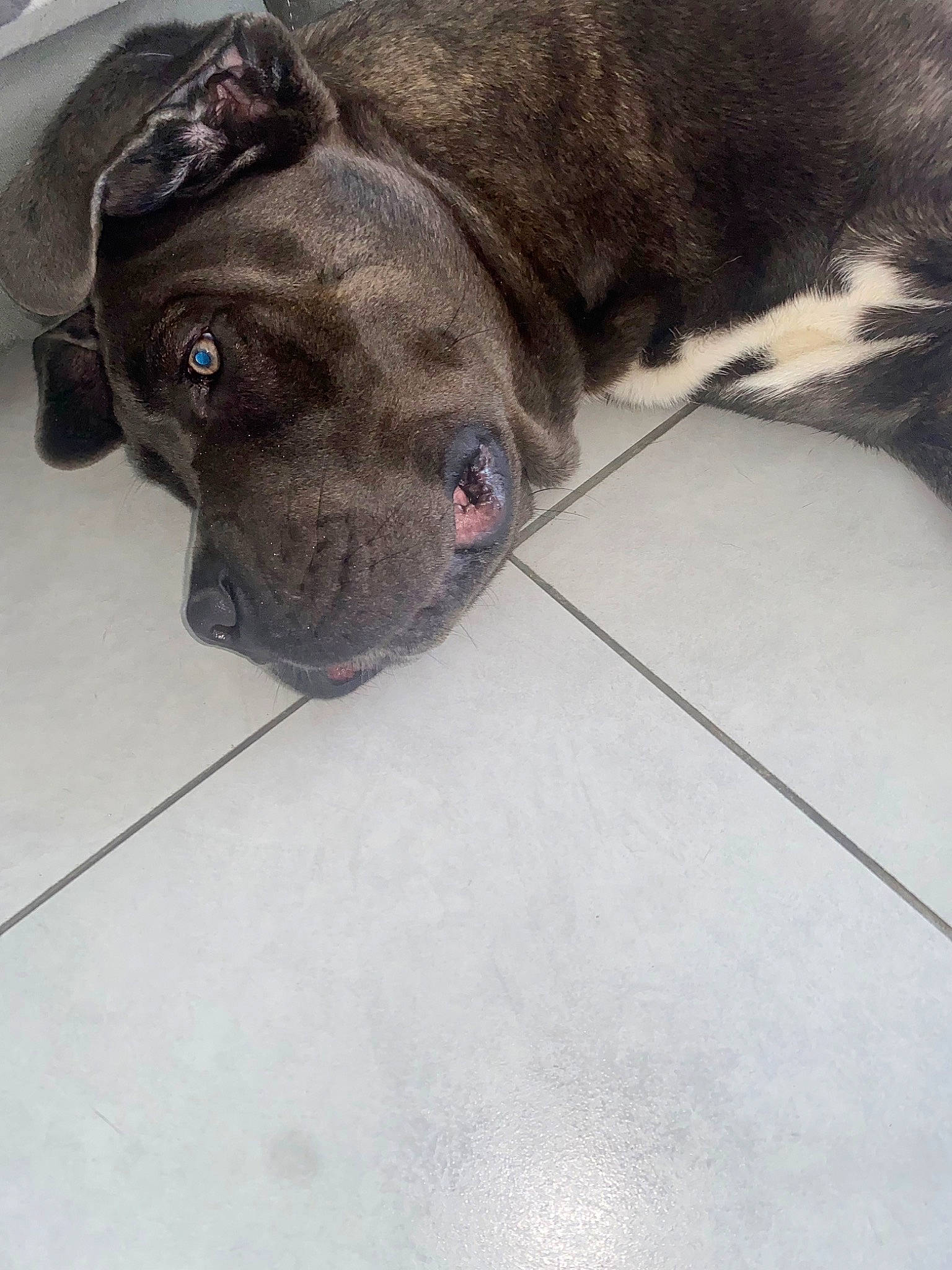 Sonic participe au concours pour gagner de l'argent avec cette photo : canidae, carnivore, collar, companion_dog, dog, dog_breed, dog_collar, fawn, flooring, fur, grey, guard_dog, leash, liver, non_sporting_group, pet_supply, terrestrial_animal, whiskers, working_animal, wrinkle