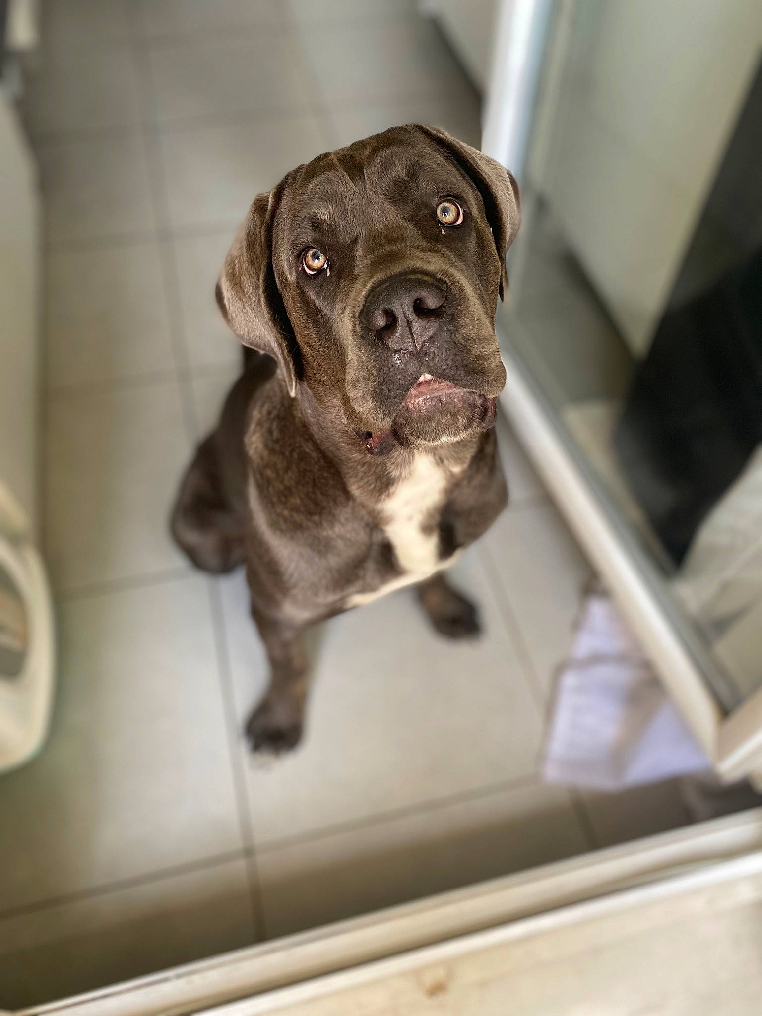 Sonic a rejoint le concours — aidez-le/la à gagner de superbes lots ! animal_shelter, cage, canidae, carnivore, companion_dog, dog, dog_breed, dog_supply, door, fawn, fur, liver, pet_supply, puppy, snout, sporting_group, vehicle, whiskers, window, working_animal