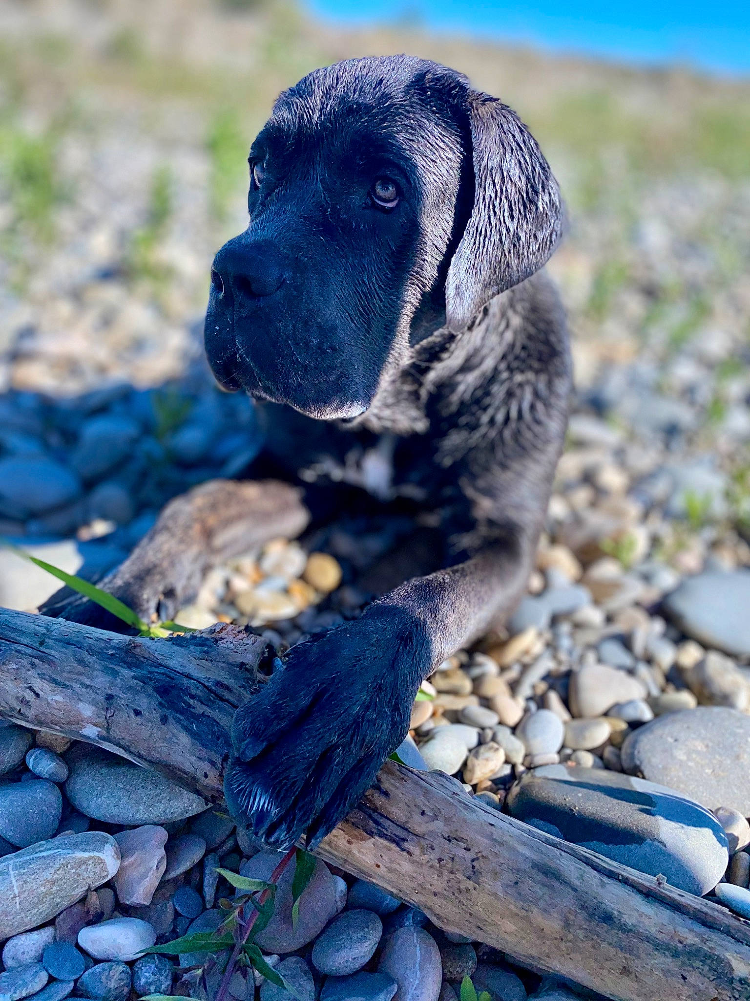 Sonic a rejoint le concours — aidez-le/la à gagner de superbes lots ! canidae, carnivore, companion_dog, dog, dog_breed, electric_blue, fur, grass, gun_dog, hunting_dog, non_sporting_group, puppy, rock, soil, terrestrial_animal, vegetable, whiskers, wildlife, wood, working_dog