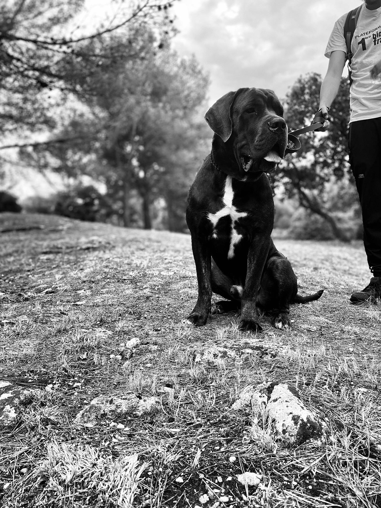 Sonic participe au concours pour gagner de l'argent avec cette photo : black_and_white, canidae, carnivore, cloud, companion_dog, dog, dog_breed, grass, landscape, monochrome, monochrome_photography, people_in_nature, plant, sky, snout, sporting_group, style, tree, white, working_animal