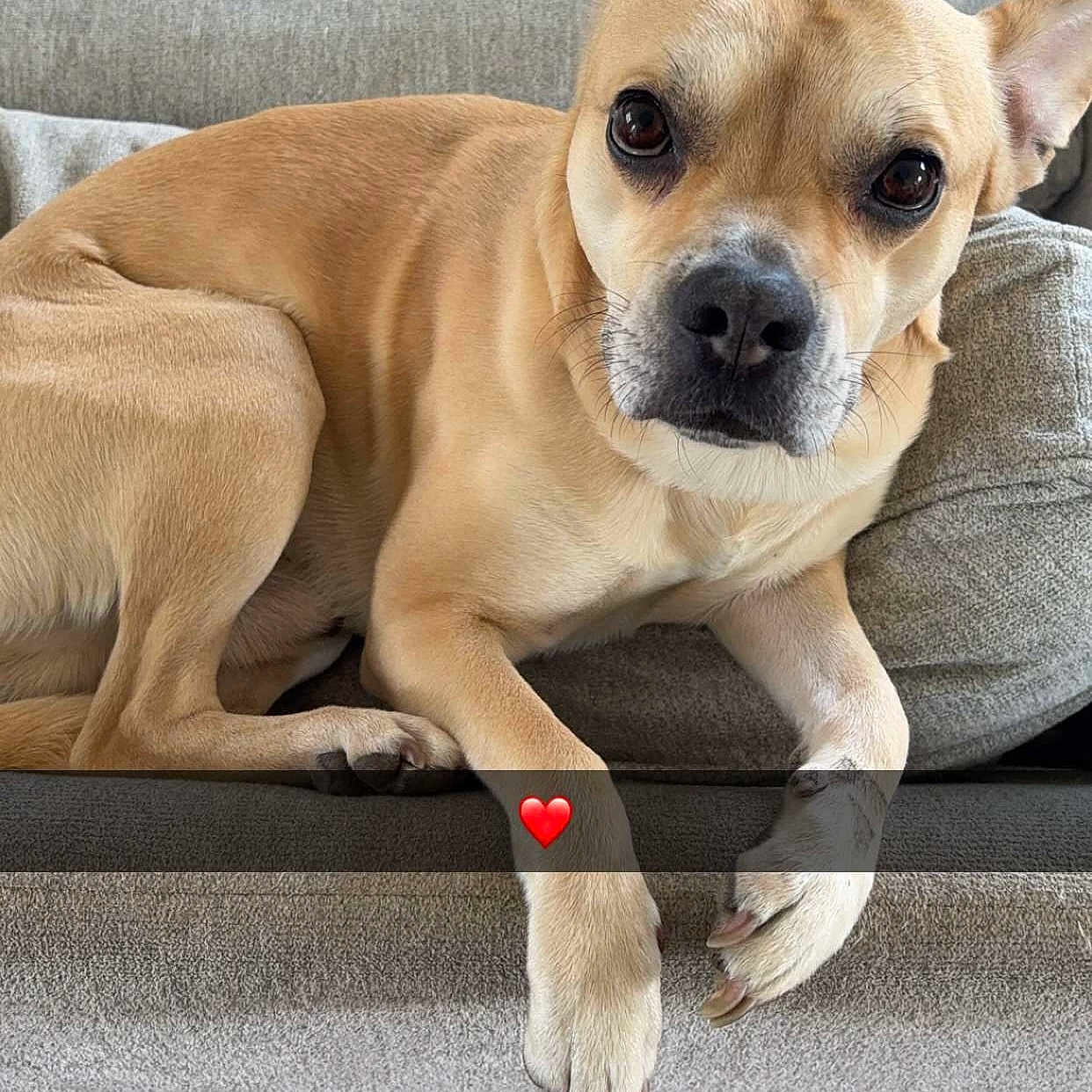 Senko participe au concours pour gagner de l'argent avec cette photo : animal, bulldog, canine, chihuahua, couch, dog, dogbed, furniture, pet, puppy, snout