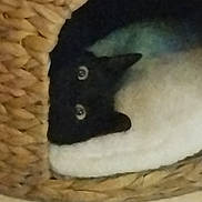 Cachou a rejoint le concours — aidez-le/la à gagner de superbes lots ! cat, black_and_white, pet, basket, woven, cozy, indoor, curious, animal, feline, resting, fur, closeup, cute, eyes, whiskers, texture, home, relaxing, domestic