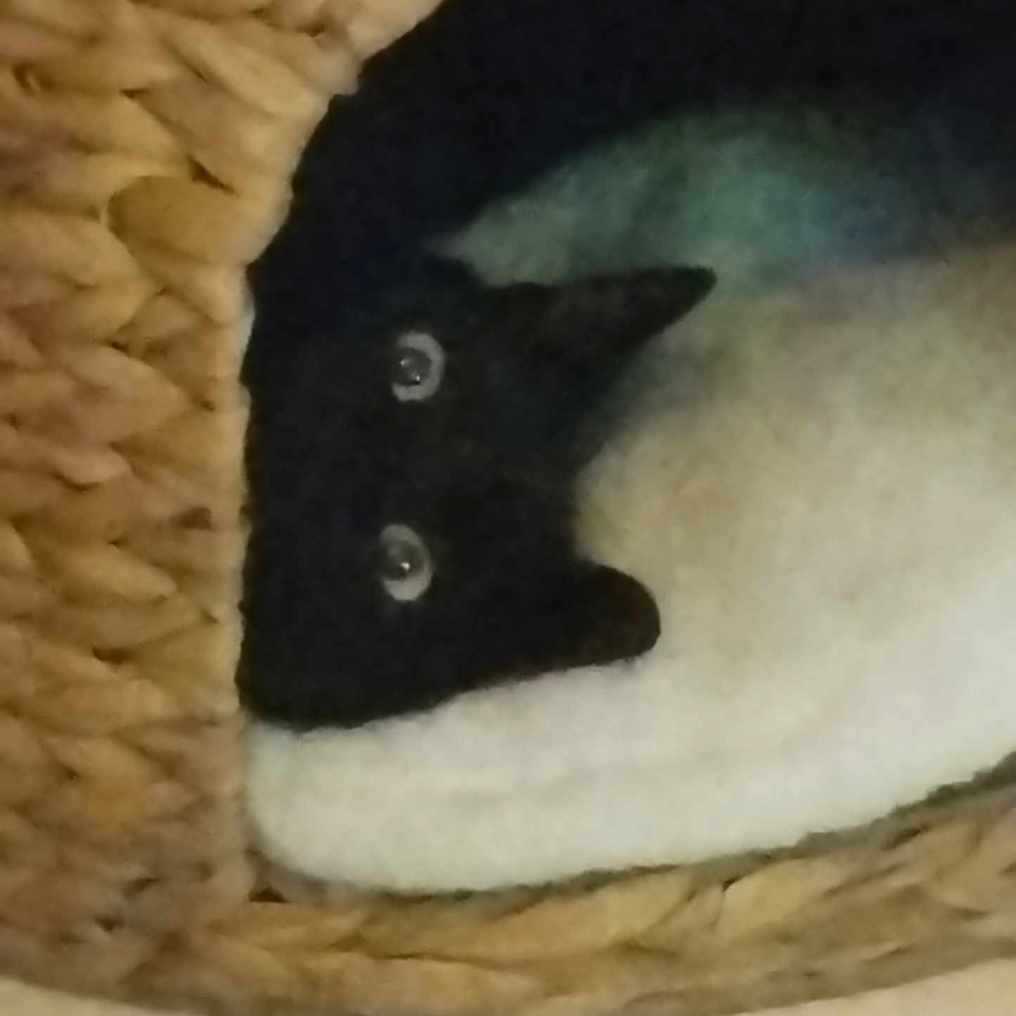 Cachou a rejoint le concours — aidez-le/la à gagner de superbes lots ! animal, basket, black_and_white, cat, closeup, cozy, curious, cute, domestic, eyes, feline, fur, home, indoor, pet, relaxing, resting, texture, whiskers, woven