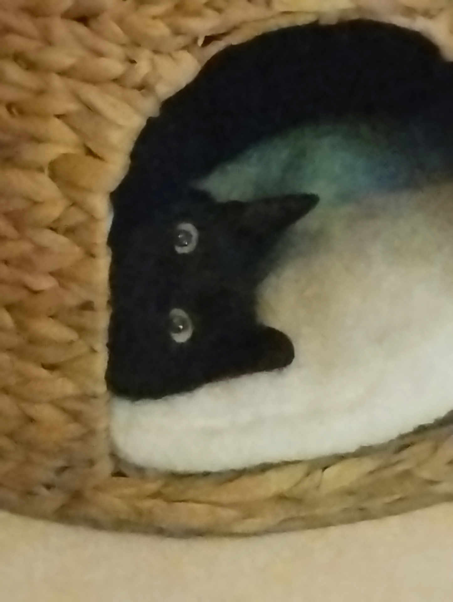 Cachou a rejoint le concours — aidez-le/la à gagner de superbes lots ! cat, black_and_white, pet, basket, woven, cozy, indoor, curious, animal, feline, resting, fur, closeup, cute, eyes, whiskers, texture, home, relaxing, domestic