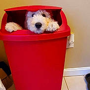 Chase joined the competition — help win amazing prizes! animal, container, cozy, cute, dog, floor, floor_tiles, funny, hiding, home_interior, household, indoor, nose, paws, peek, pet, puppy, red_trash_bin, wall, white_fur