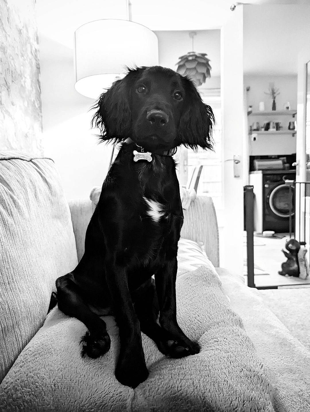 Teddy is registered to the contest to win money with this photo: black_and_white, borador, canidae, carnivore, comfort, companion_dog, dog, dog_breed, dog_collar, fur, gun_dog, liver, monochrome, monochrome_photography, retriever, snout, sporting_group, style, whiskers, working_animal