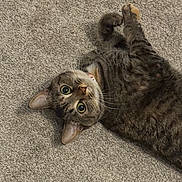 Bug joined the competition — help win amazing prizes! cat, tabby, carpet, pet, animal, feline, whiskers, paw, playful, cute, indoor, fur, ears, alert, lying_down, domestic, mammal, curious, young_cat, wide_eyes
