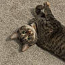 cat, tabby, carpet, pet, animal, feline, whiskers, paw, playful, cute, indoor, fur, ears, alert, lying_down, domestic, mammal, curious, young_cat, wide_eyes