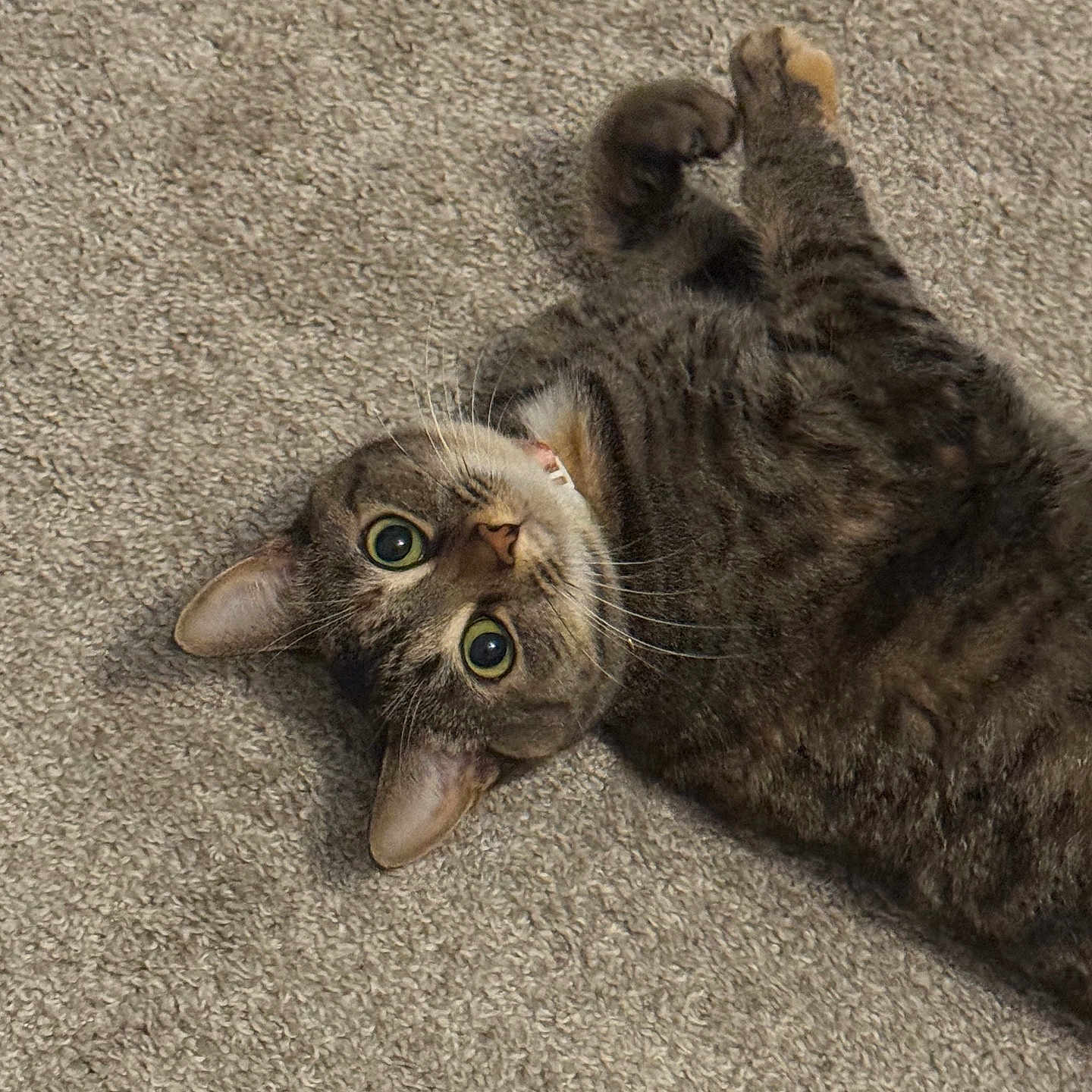 Bug joined the competition — help win amazing prizes! cat, tabby, carpet, pet, animal, feline, whiskers, paw, playful, cute, indoor, fur, ears, alert, lying_down, domestic, mammal, curious, young_cat, wide_eyes