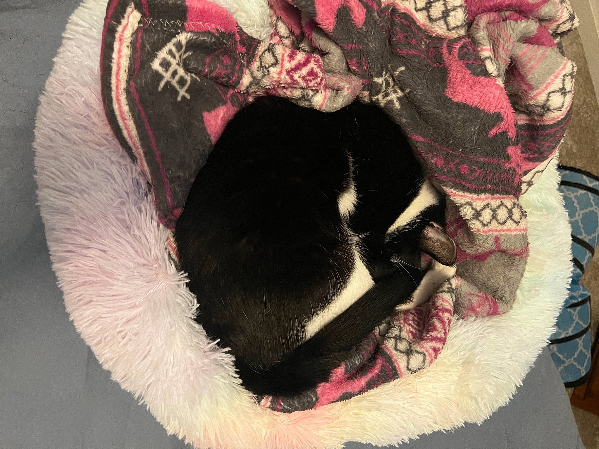 Kaboom is registered to the contest to win money with this photo: canidae, cap, carmine, carnivore, companion_dog, creative_arts, dog_breed, fashion_accessory, fur, headgear, linens, magenta, neck, pattern, sleeve, sporting_group, visual_arts, wool, woolen, working_animal