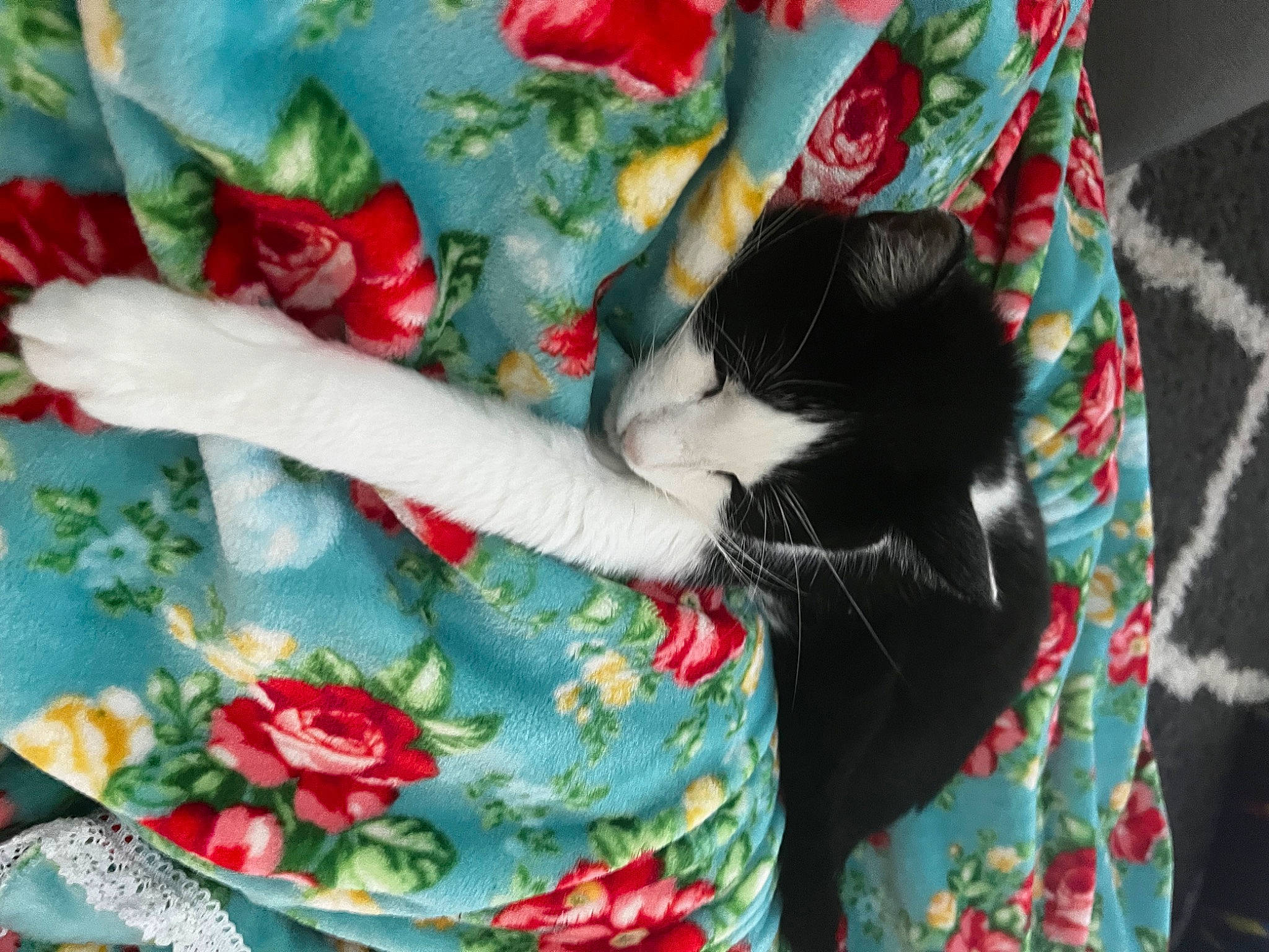 Kaboom joined the competition — help win amazing prizes! bag, carnivore, cat, comfort, felidae, flower, green, linens, pattern, petal, plaid, plant, sleeve, small_to_medium_sized_cats, t_shirt, tail, tartan, textile, tree, whiskers