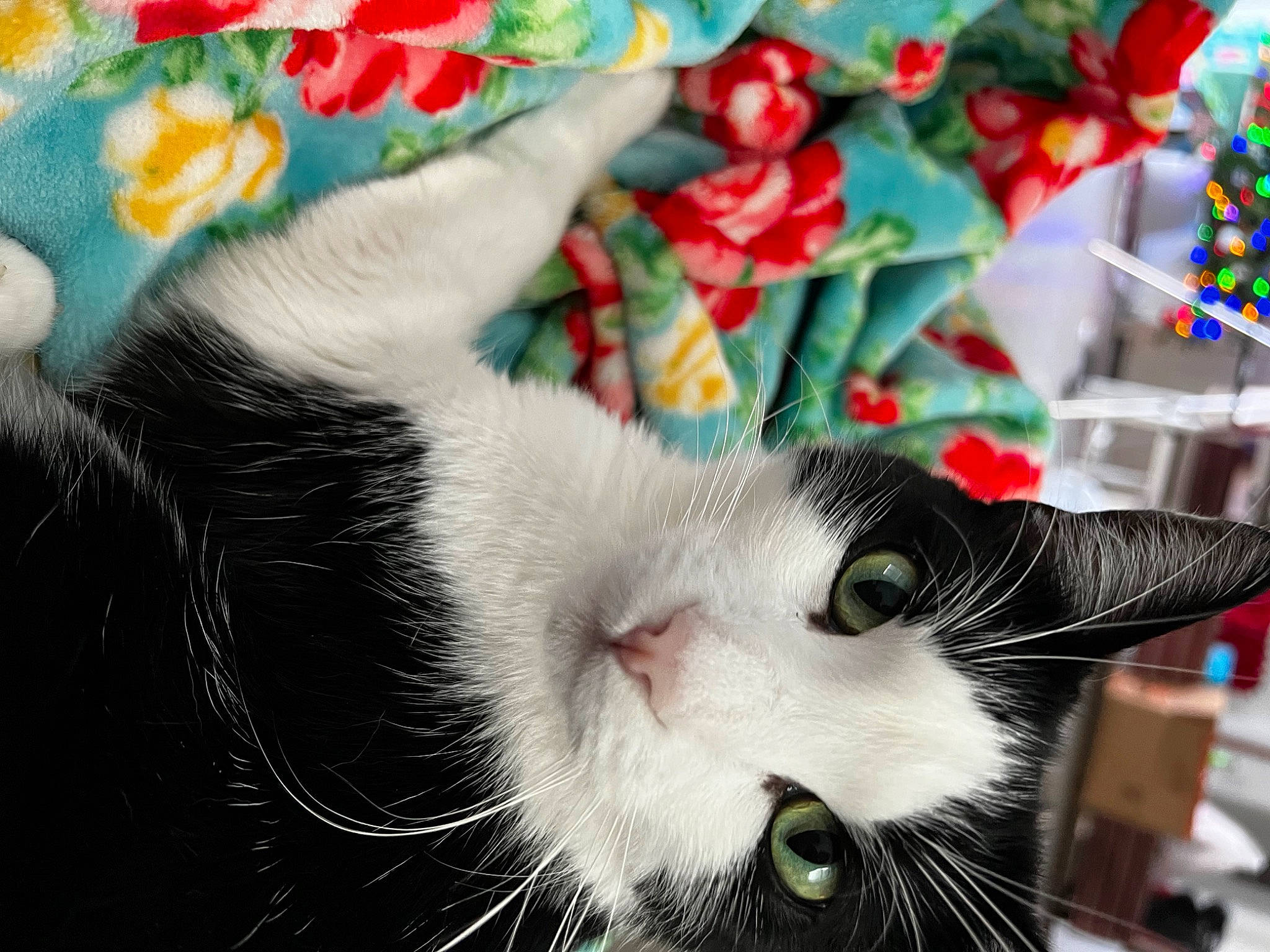 Kaboom is registered to the contest to win money with this photo: carmine, carnivore, cat, domestic_short_haired_cat, event, felidae, fur, grass, holiday, mammal, organism, paw, plant, small_to_medium_sized_cats, snout, tail, textile, tree, vertebrate, whiskers