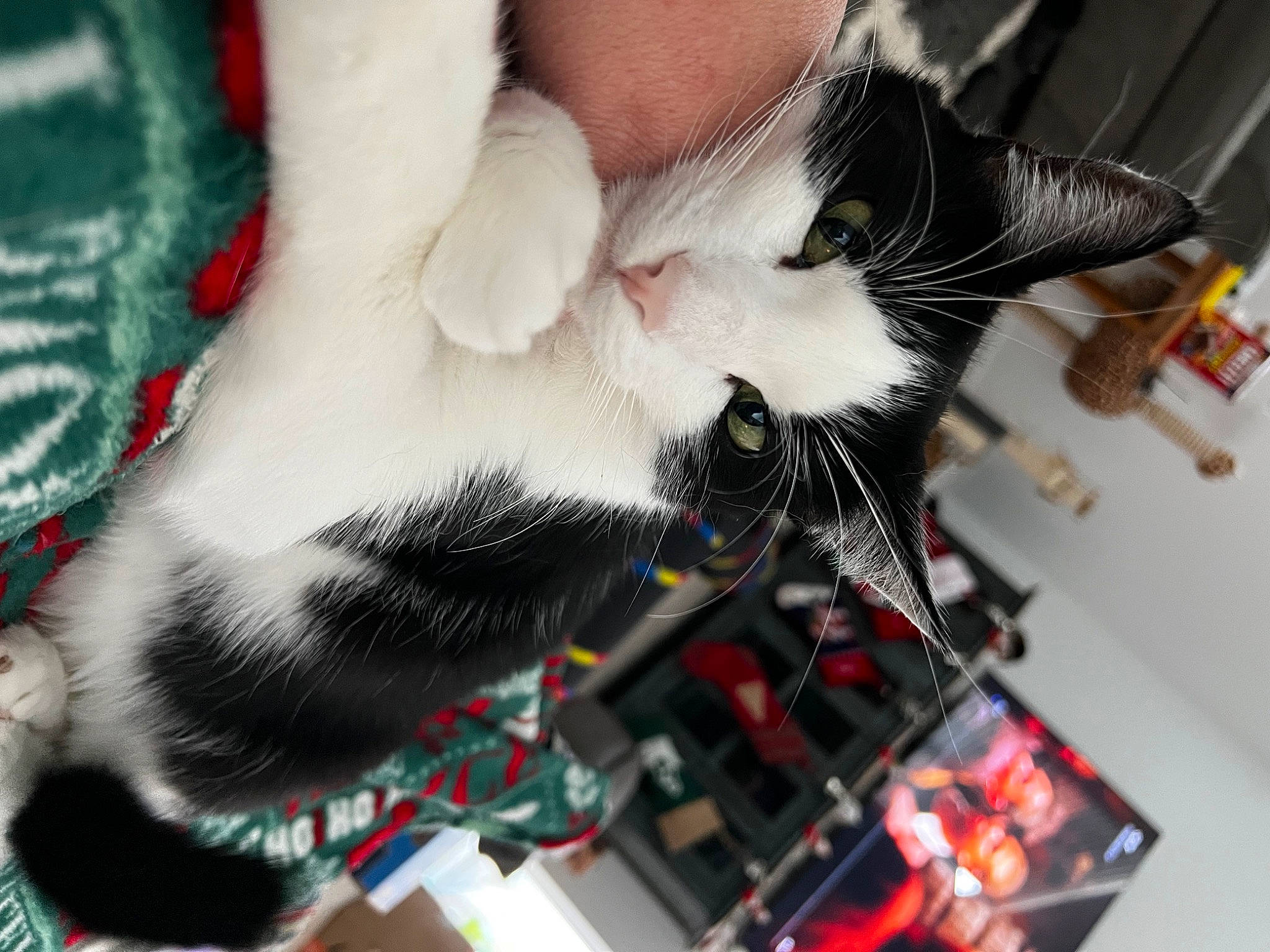 Kaboom joined the competition — help win amazing prizes! audio_equipment, carmine, carnivore, cat, claw, collar, computer_hardware, domestic_short_haired_cat, electrical_wiring, electronic_instrument, fang, felidae, fur, passive_circuit_component, paw, small_to_medium_sized_cats, snout, tail, whiskers, wire