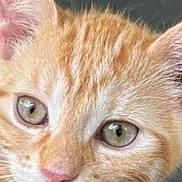 Gūnther participe au concours pour gagner de l'argent avec cette photo : cat, kitten, orange_tabby, ginger_cat, feline, pet, animal, close_up, portrait, face, eyes, whiskers, ears, nose, fur, striped_fur, cute, indoors, soft_lighting, looking_at_camera