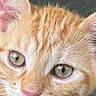 cat, kitten, orange_tabby, ginger_cat, feline, pet, animal, close_up, portrait, face, eyes, whiskers, ears, nose, fur, striped_fur, cute, indoors, soft_lighting, looking_at_camera