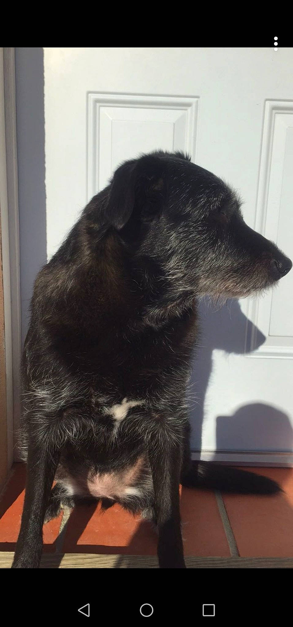 Iona a rejoint le concours — aidez-le/la à gagner de superbes lots ! canidae, carnivore, dog, dog_breed, fur, jagdterrier, nose, patterdale_terrier, puppy, snout, sporting_group