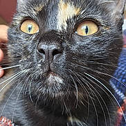 Xena participe au concours pour gagner de l'argent avec cette photo : cat, tortoiseshell_cat, close_up, whiskers, yellow_eyes, knitted_blanket, curious, indoor, pet, feline, fur, portrait, animal, domestic_animal, face, nose, ears, soft_texture, colorful, resting
