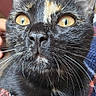 cat, tortoiseshell_cat, close_up, whiskers, yellow_eyes, knitted_blanket, curious, indoor, pet, feline, fur, portrait, animal, domestic_animal, face, nose, ears, soft_texture, colorful, resting